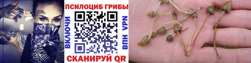 Псилоцибиновые грибы Cubensis  Зверево 